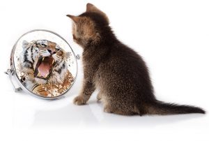 curso intro coaching